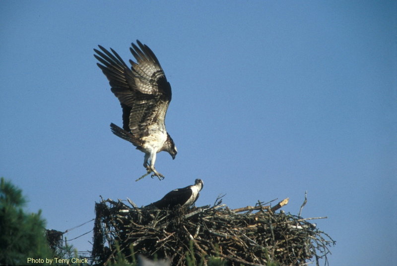 Wolfe’s Neck Woods State Park typically hosts two pairs of ospreys that visitors can view from the mainland.