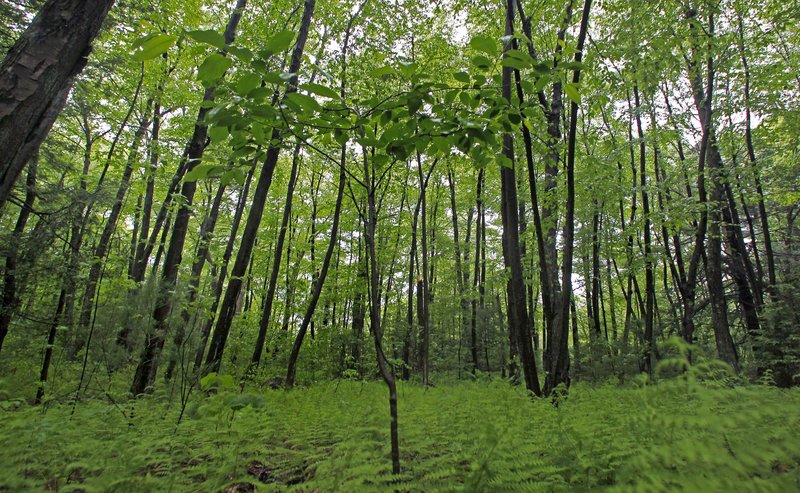 A black cherry tree sprouts up in a stand of birch trees on protected conservation land in Weston, Mass. Researchers say Massachusetts has enough forest cover to absorb a million homes’ worth of carbon emissions.