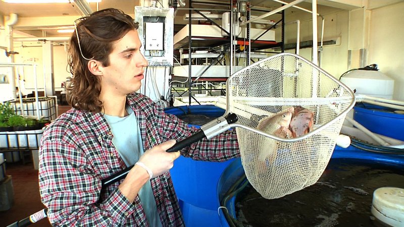 Andrew Fernitz, a partner in 312 Aquaponics in Chicago, holds a net containing tilapia in an old meat-packing plant where the business has taken up residence. Water containing waste from the fish is used to fertilize greens, which filter out the nutrients.