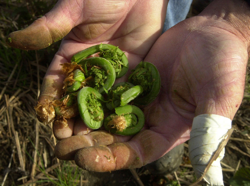 Fiddlehead season is usually over by June, so if you’re a fan, get on your mark…
