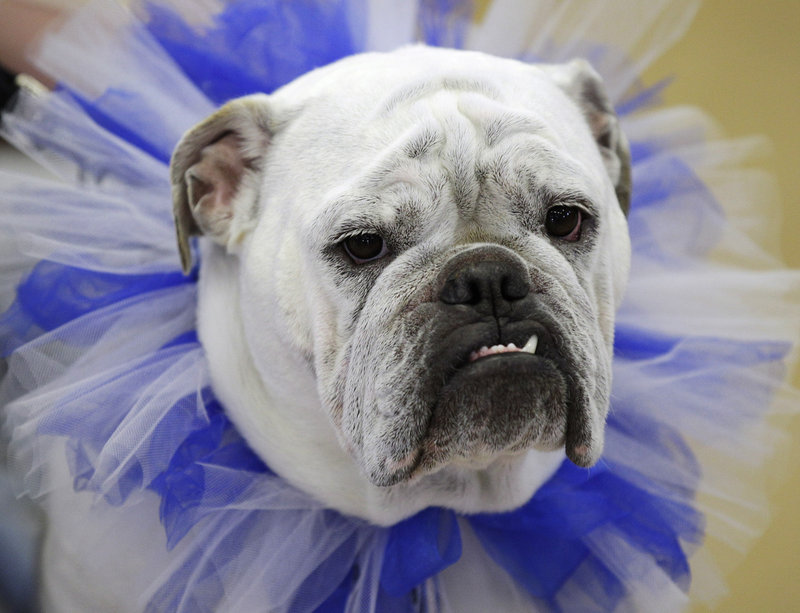 Tyson, owned by Tyler and Chelsea Motter, of Urbandale, Iowa, sits on the throne after being crowned the winner of the 33rd annual Drake Relays Beautiful Bulldog Contest on Monday in Des Moines, Iowa. The pageant kicks off the Drake Relays festivities at Drake University, where a bulldog is the mascot.