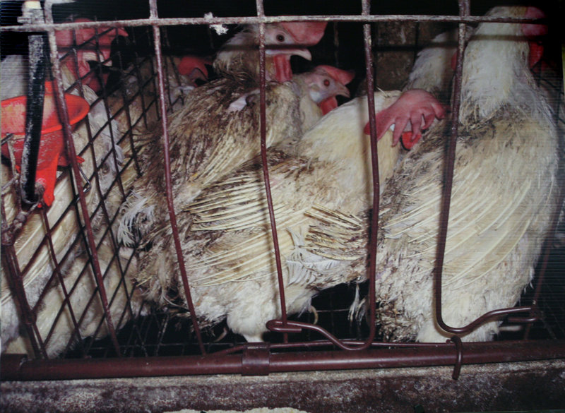 Burger King’s change in purchasing policy means more humane conditions for laying hens that are conventionally confined to tiny cages.