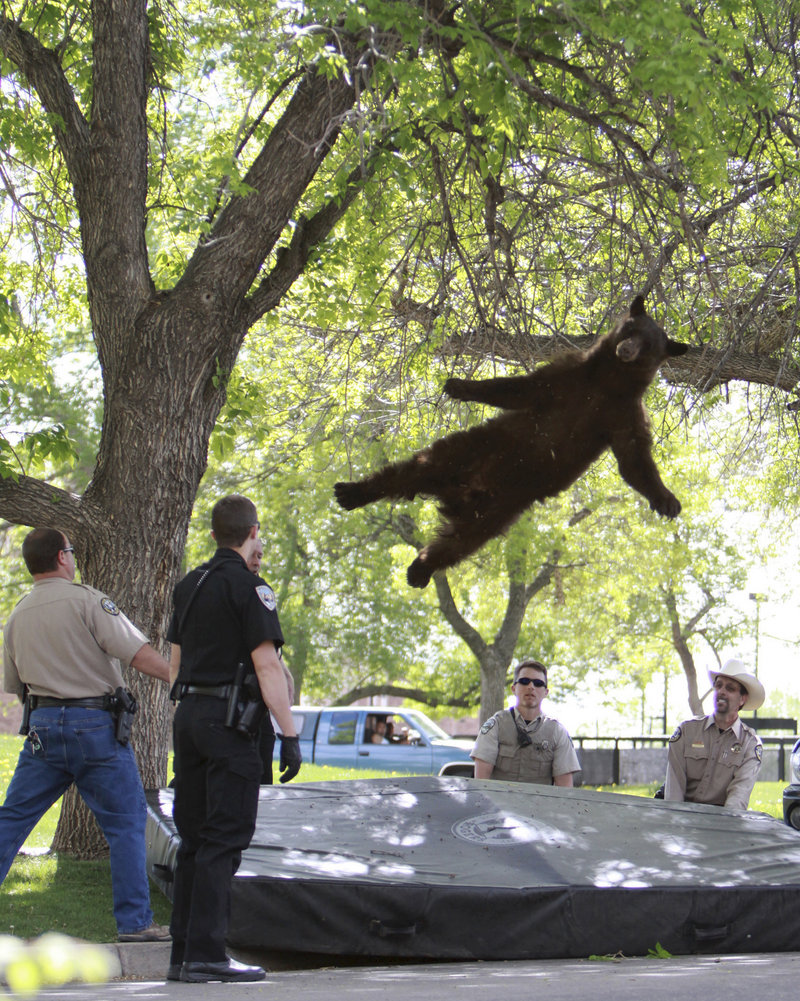 A 200-pound black bear, tranquilized by Colorado wildlife officials, drops 15 feet from a tree limb in a dorm complex at the University of Colorado Boulder on Thursday. Officials relocated the bruin to a remote Rocky Mountain locale.