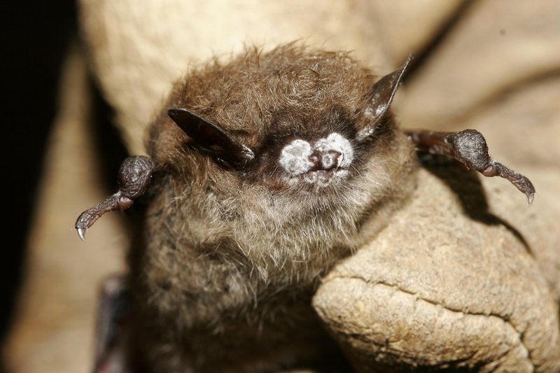 A bat from a New York cave exhibits the signature frosting of fungus from white-nose syndrome. Officials say the disease has killed 5.5 million bats in North America.
