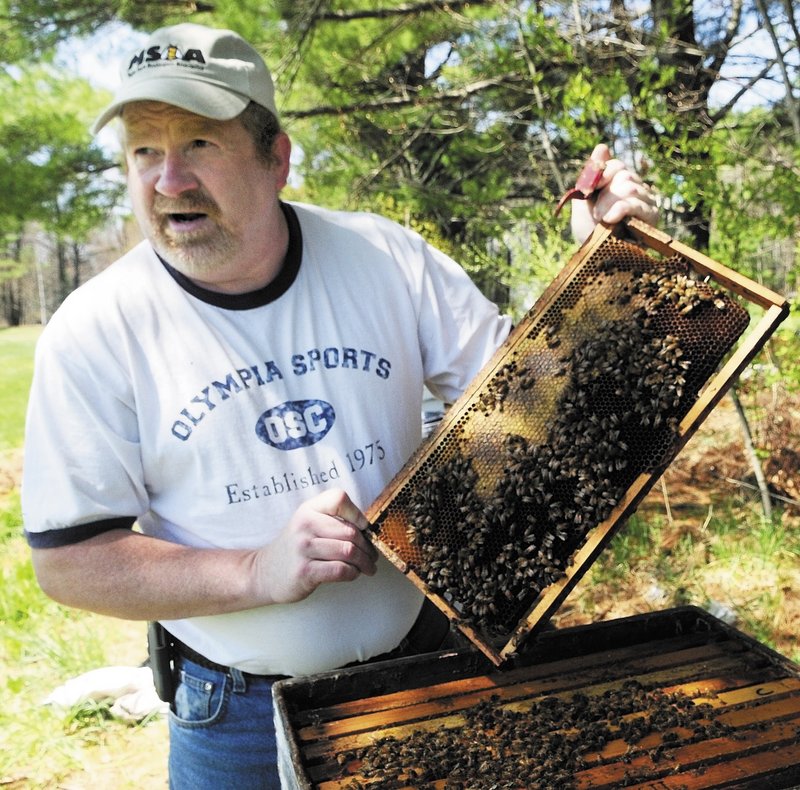 Roy Cronkhite of Livermore Falls checks one of his hives Saturday to make sure the queen bee had plenty of empty cells left in the wooden frames of the hives to deposit eggs. He pulled out three frames until he found the queen.
