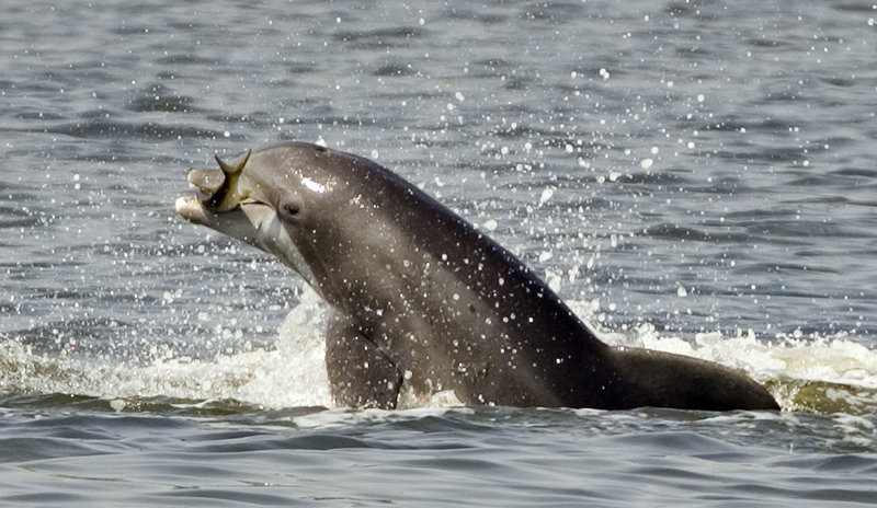 A Gulf of Maine fishing ground is set for a two-month closure because too many porpoises have accidentally died in nets.