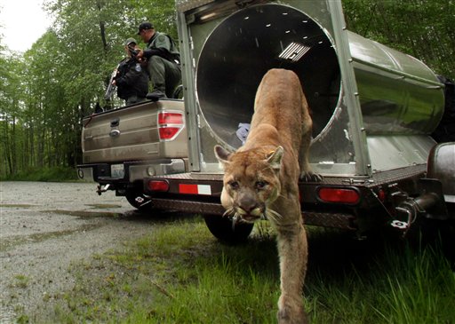 An approximately 2-year-old female cougar leaves a Washington Department of Fish and Wildlife trap northeast of Arlington, Wash., Wednesday, May 23, 2012. The cougar was trapped on Tuesday when it was spotted too close to an area populated by humans. After receiving a tag, Washington wildlife agents were ready to release a captured cougar back into the wild northeast of Arlington, but it didn't want to go. They banged on the back of the cage, poked the cougar with a pole and tilted the cage and tried to slide her out, but she wouldn't budge. The Daily Herald reports a puff of pepper spray finally drove the cougar into the woods. (AP Photo/The Daily Herald, Mark Mulligan) cougar trap mountain lion release tag fish and wildlife washington state department