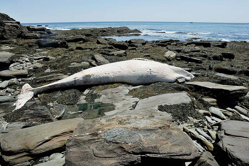 The carcass of a whale has washed up on the rocky shoreline near Two Lights State Park in Cape Elizabeth.