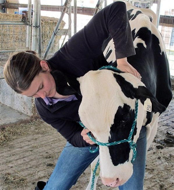 In this May 16, 2012, photo, veterinarian Sara Gilbertson performs a chiropractic adjustment on a dairy cow in Cleveland, Wis. There's no sound scientific data to back up the claims, but dairy farmers say they believe contented cows give more milk. Farmers are turning to creative tactics to keep the cows comfortable, including waterbeds to rest on, classical music in the barn and occasional chiropractic care. (AP Photo/Dinesh Ramde)