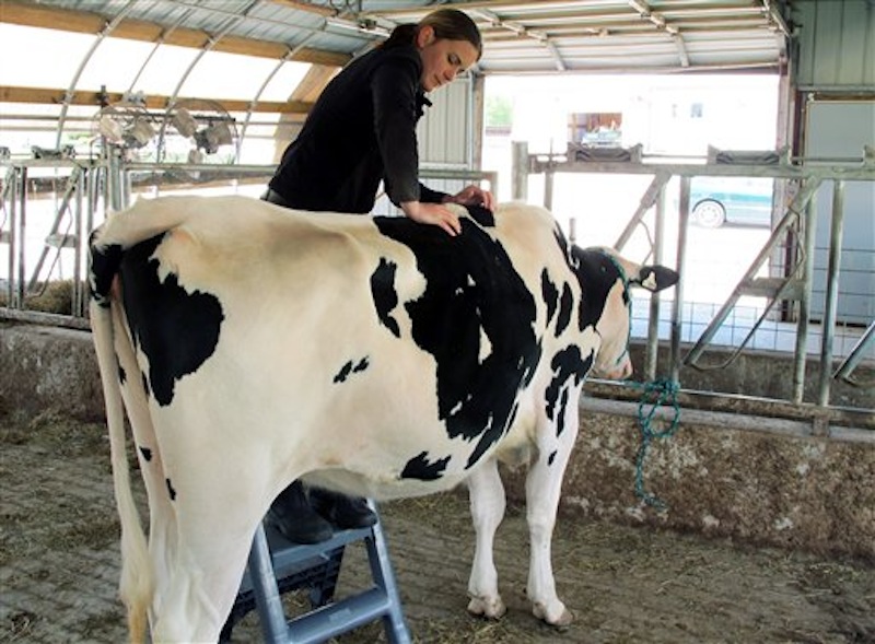 In this May 16, 2012 photo, veterinarian Sara Gilbertson performs a chiropractic adjustment on a dairy cow in Cleveland, Wis. There's no sound scientific data to back up the claims, but dairy farmers say they believe contented cows give more milk. Farmers are turning to creative tactics to keep the cows comfortable, including waterbeds to rest on, classical music in the barn and occasional chiropractic care. (AP Photo/Dinesh Ramde)