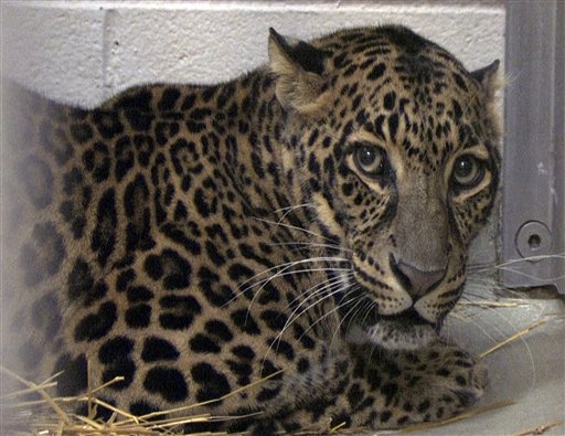 One of three leopards that were captured by authorities a day after their owner released dozens of wild animals and then killed himself near Zanesville, Ohio, on Oct. 18, 2011.