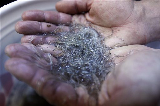 In this March 23, 2012 photo, a handful of elvers are displayed by a buyer in Portland. A Maine tribe has issued 236 elver-eel fishing licenses, catching the state by surprise. (AP Photo/Robert F. Bukaty)