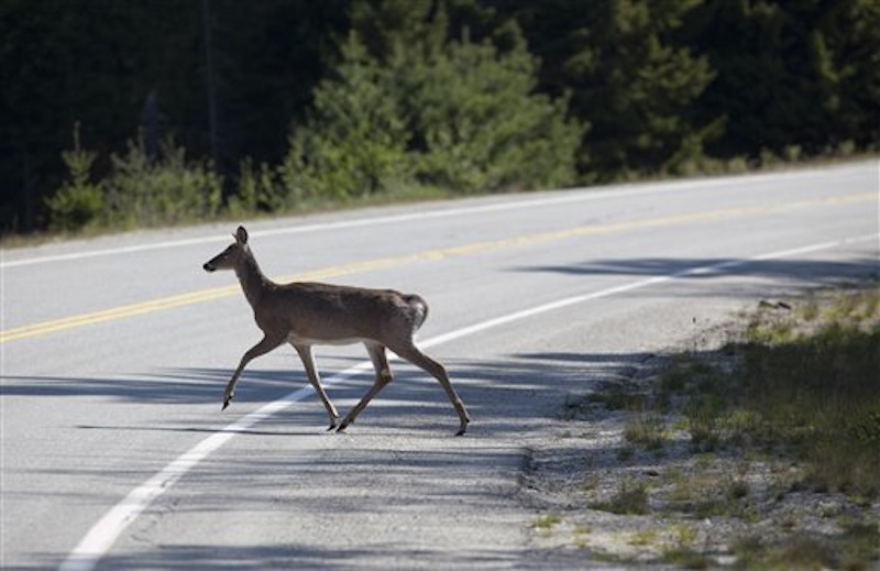 In this photo made Monday, May 21, 2012, a deer crosses a road in Acadia National Park near Northeast Harbor, Maine. Maine's sagging deer population has gotten attention from the Legislature, which adopted a multi-pronged strategy to rebuild a the number of white-tails in the state. The core of the strategy is controlling coyote kills. (AP Photo/Robert F. Bukaty)