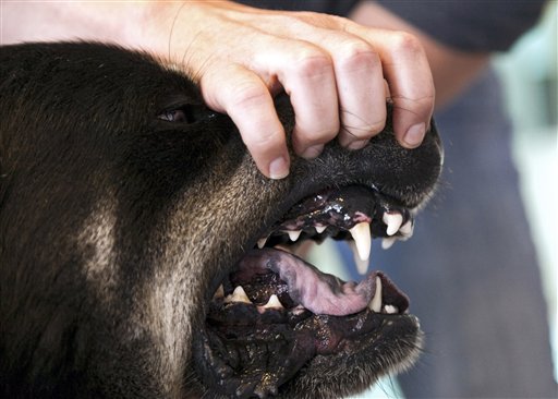 Eleasha Gall, director of behavior and training at the Society for the Prevention of Cruelty to Animals Los Angeles, reveals the teeth of Roosevelt, a Rottweiler-Husky mix.