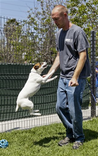 Matthew Weins, of the Society for the Prevention of Cruelty to Animals Los Angeles, works with Daisy, as he demonstrates how even smaller dogs can leap up and reach the face.