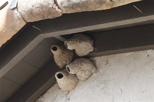 Manmade nests have been hung in the eves at the Mission San Juan Capistrano, in an attempt to attract the cliff swallows that once flocked back to roost in the spring.