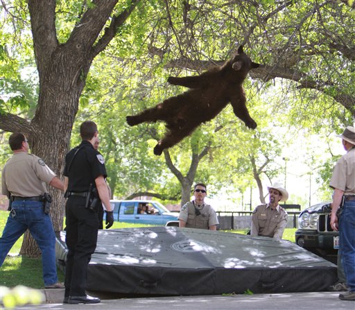 This April 26 photo provided by the CU Independent shows a bear that wandered into a University of Colorado dorm complex in Boulder falling from a tree after being tranquilized by Colorado wildlife officials.