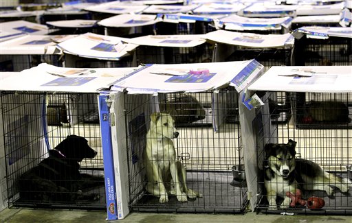 FILE-In this June 14, 2011 file photo, rescued dogs sit in their kennels at a shelter in Joplin, Mo. after surviving an EF-5 tornado that ripped though the city three weeks earlier. Shelter and care for more than 1,300 pets left homeless by the twister accounted for $371,857 of the $500 million in taxpayer assistance provided after the costliest tornado on record. (AP Photo/Charlie Riedel, File)