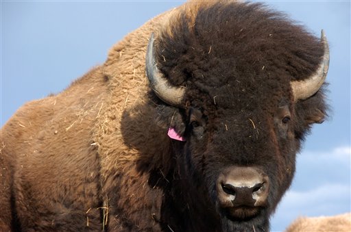In this photo taken April 24,2012 on the Fort Peck Reservation near Polar Montana showing a heard of Bison. Western lawmakers are seeking to elevate the plains bison to a status similar to that of the iconic bald eagle with legislation to declare the burly animal America�s �national mammal.� Bison advocates launched a �vote bison� public relations campaign Friday to coincide with the bill. (AP Photo/Matthew Brown)