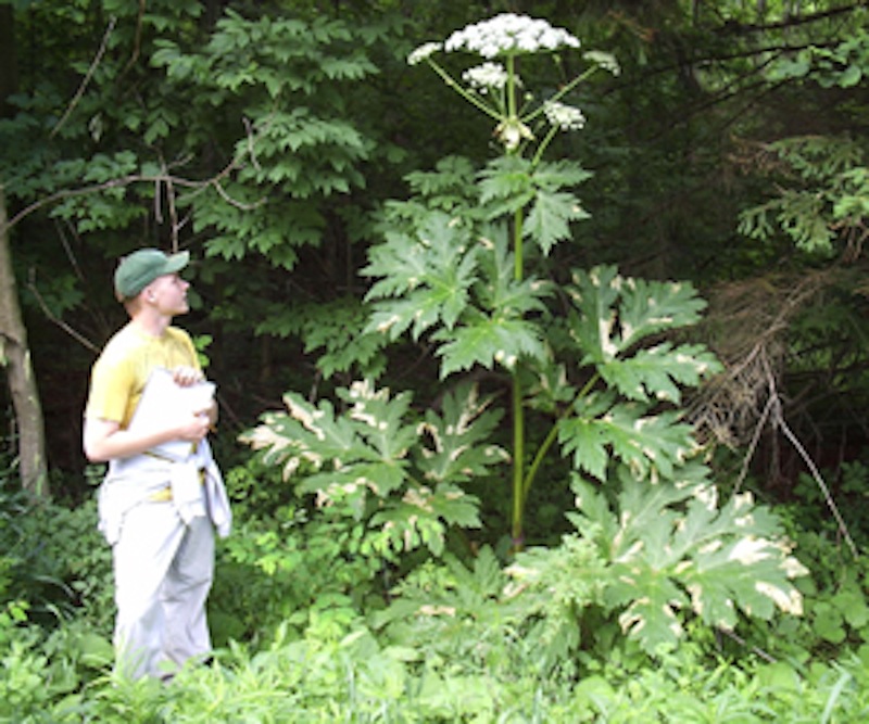 This photo shows a giant hogweed plant in New York state. The dangerous plant has begun to appear in Maine.