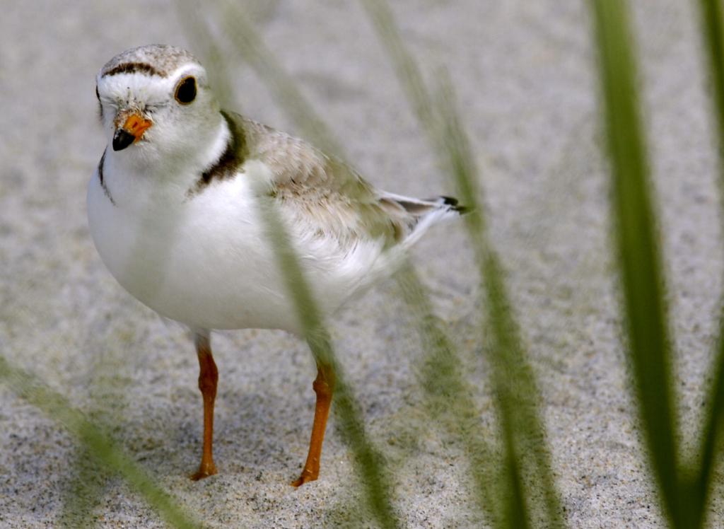 This 2006 file photo shows an adult piping plover along Higgins Beach in Scarborough, Maine. State officials are urging beachgoers to stay away from piping plover's nests along Maine beaches.