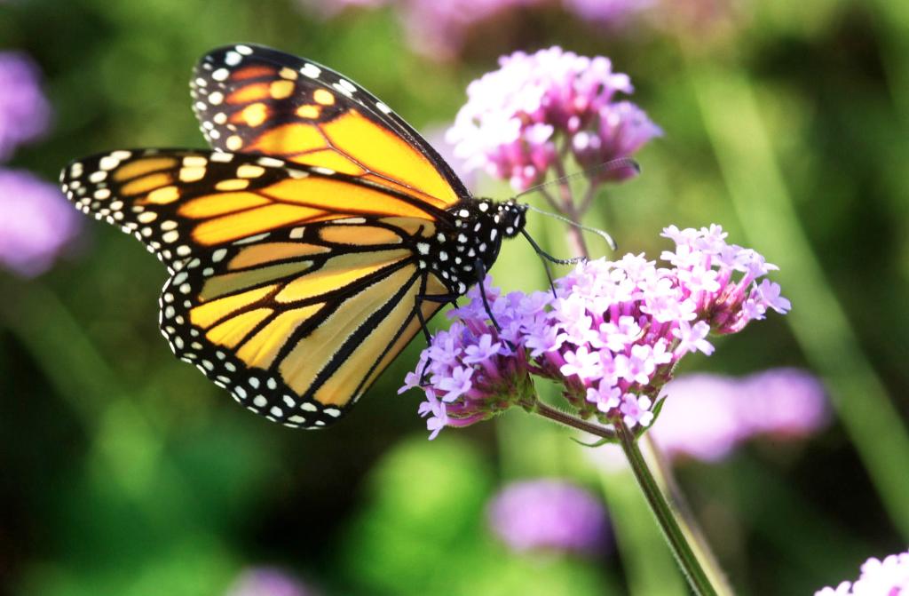 In this 2001 file photo, a monarch butterfly feeds on a verbena flower in a Portland garden. Maine is hoping to train the public to help them with a statewide butterfly survey.