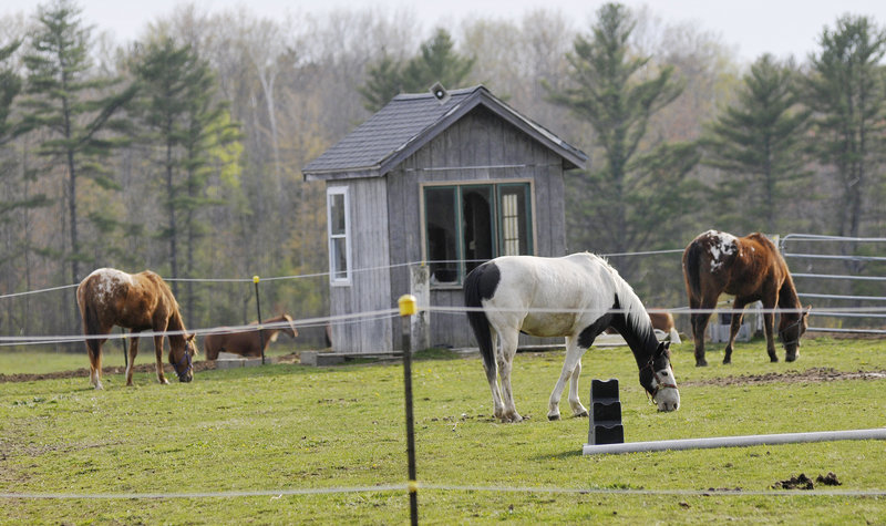 Horses graze in a field Monday at Whistlin’ Willows Farm in Gorham. Forty to 45 horses remain at the farm after an outbreak of botulism killed 23 last month.