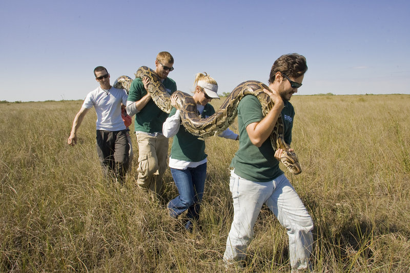 Scientists, from left, Jordan Neumann, Thomas Selby, Kristen Hart and Brian Smith carry a Burmese python out of the Everglades near Homestead, Fla.