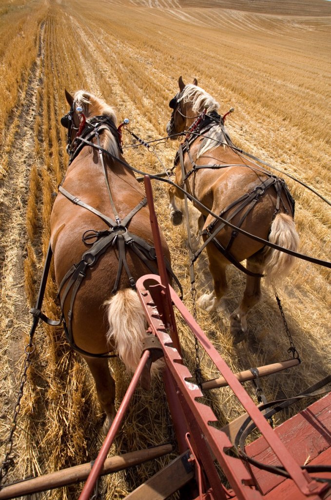 Draft horses, wagon rides and the Carriage Museum are among the attractions at the annual Plow Day on Saturday at Skyline Farm in North Yarmouth.