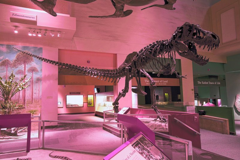 The Smithsonian’s Dinosaur Hall has remained unchanged for more than 30 years. The current exhibit gallery began when the museum opened in 1910.