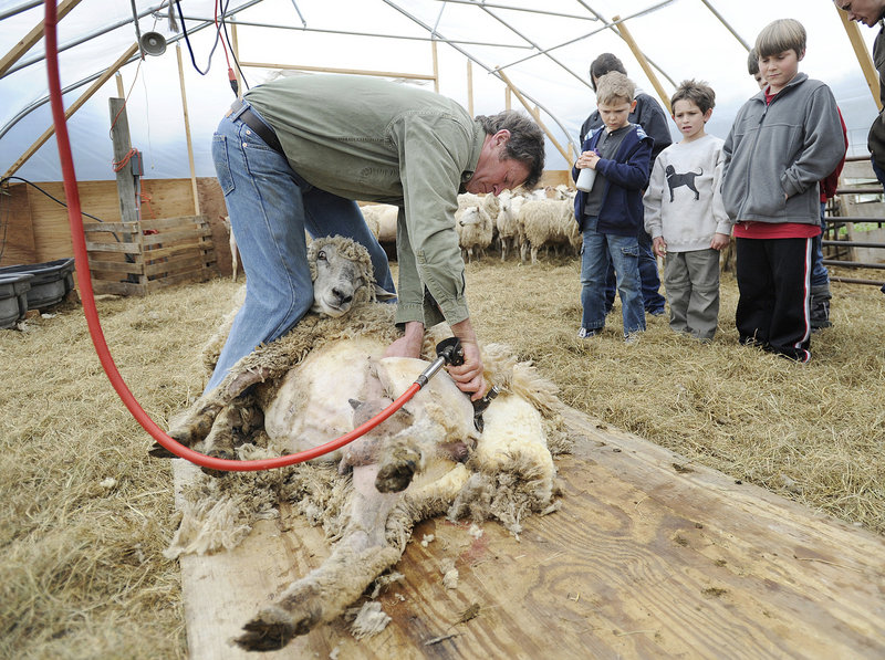 Lee Straw shears sheep as, from left, Cameron Wilson, 7; Eric Small, 7; and Bradley Hoskins, 9, students from Woodside Elementary School in Topsham, observe.