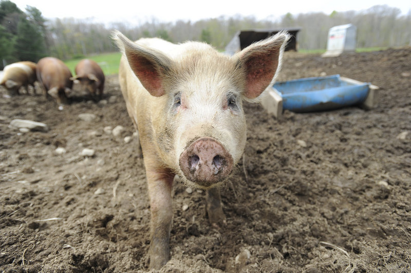 Pork is among the meats that will be offered through the CSA being launched by Dandelion Springs Farm and Straw Farm in Newcastle.