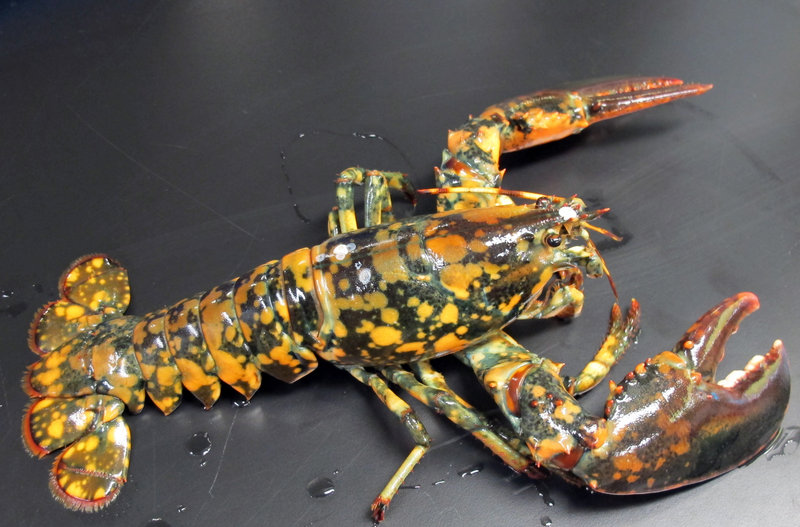 A rare calico lobster caught in Winter Harbor is being held at the New England Aquarium in Boston. It could be a 1-in-30 million find, according to the Maine-based Lobster Conservancy. By comparison, the odds of finding a blue lobster are believed to be a one in 1 million.
