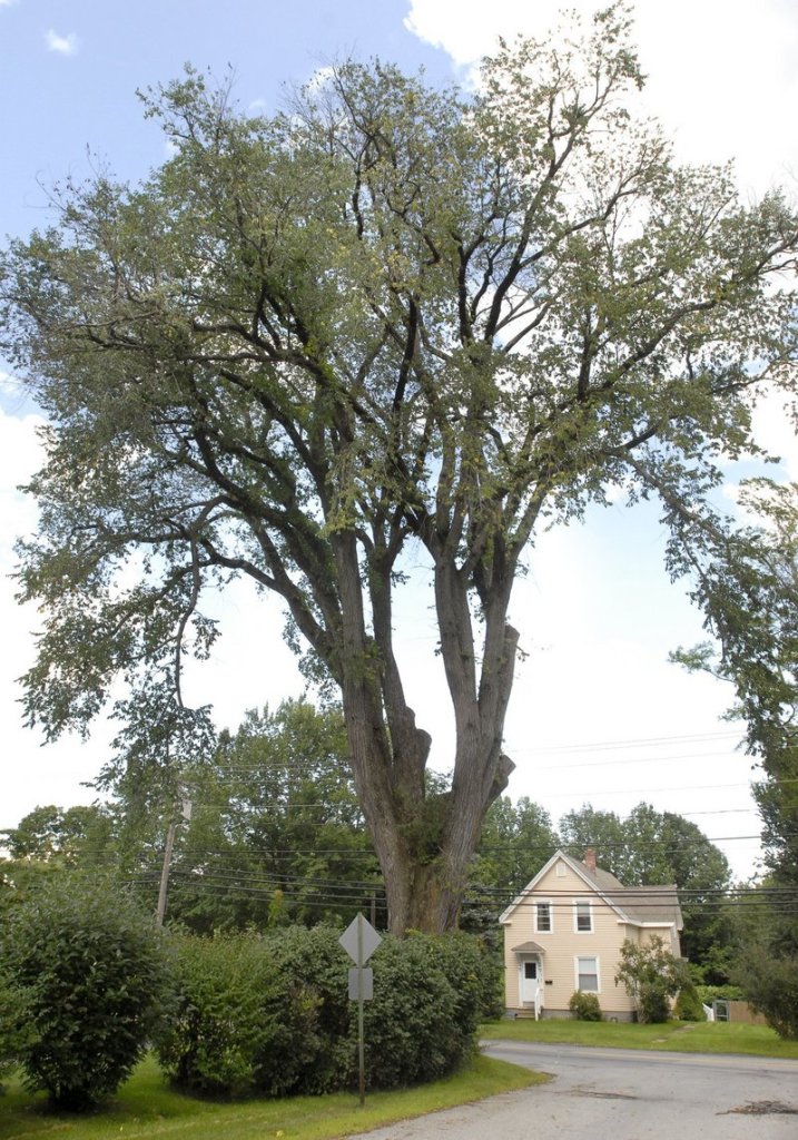 Herbie the elm was still standing tall in August 2009.