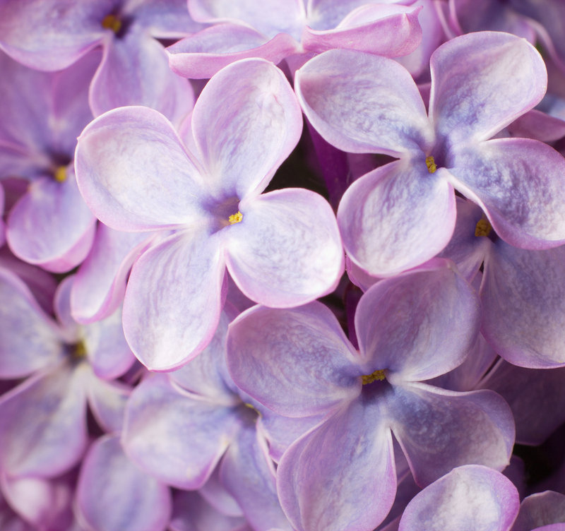 The McLaughlin Garden in South Paris is holding its annual Lilac Festival next weekend.