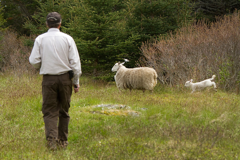 Brian Benedict watches as stray sheep prance while coming out of the woods during the effort to move the sheep from one part of Metinic Island to another.