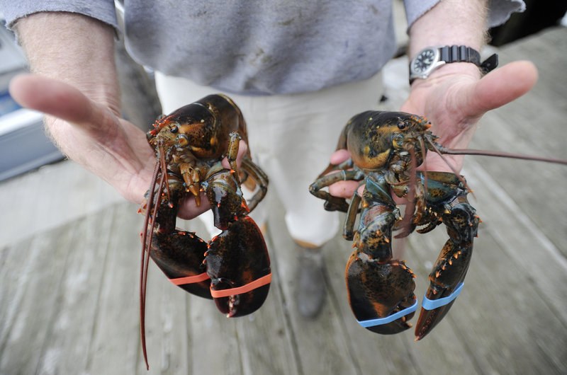 Soft-shell lobsters, like the one at left at New Meadows Lobster in Portland on Wednesday, generally aren’t harvested in great numbers until June or early July.