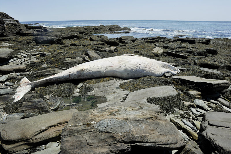 The carcass of a minke whale washed up Thursday on the rocky shoreline near Two Lights State Park in Cape Elizabeth.