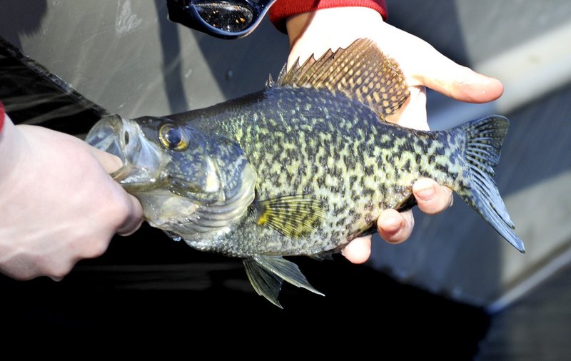 It’s a fine time of season to catch slab-sized crappies, an increasingly popular southern Maine panfish.
