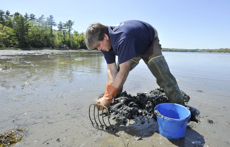 Freeport native Chad Coffin, who works as a clam digger, is concerned about the impact of increasing numbers of green crabs on the clam population.