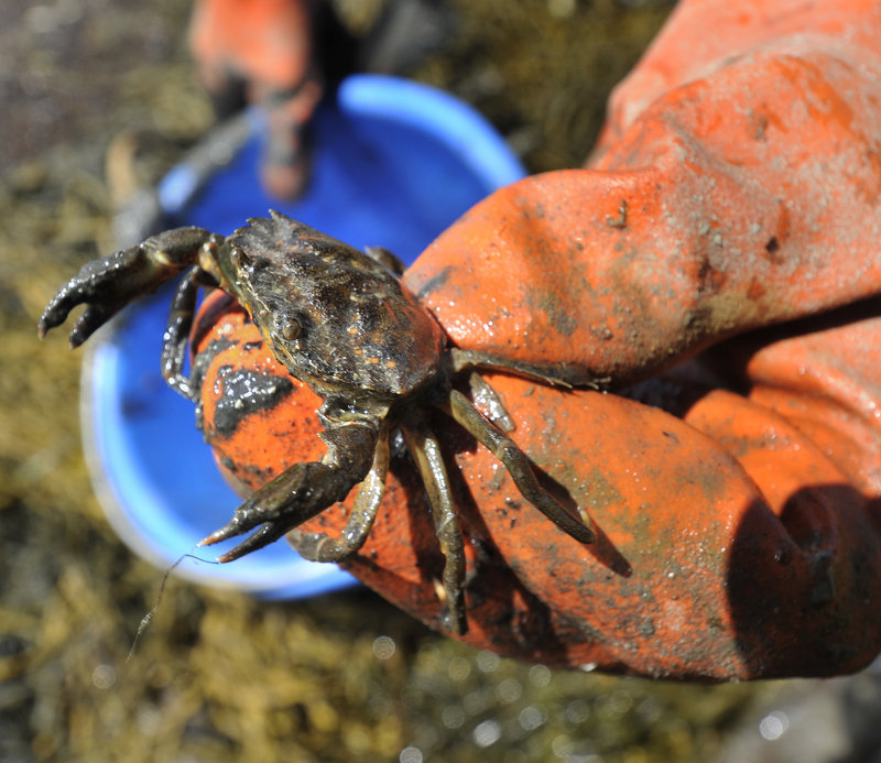 Green crabs like this one feed on baby clams.