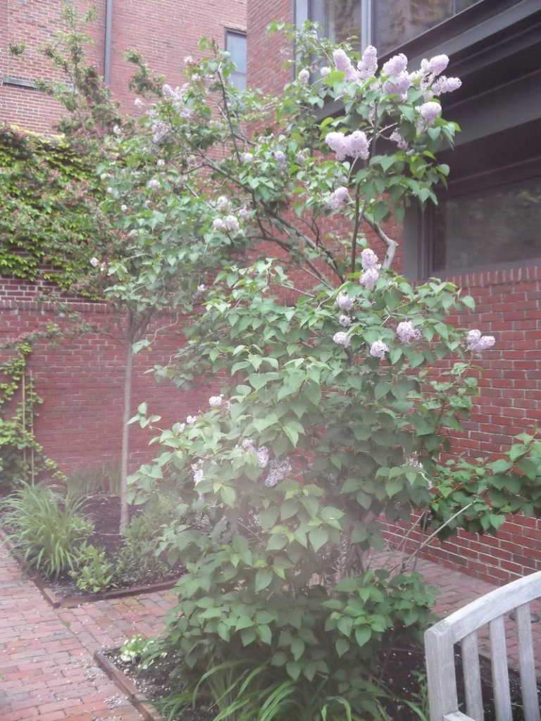 A lilac that dates to when Alice Longfellow Pierce lived in the home is flourishing in the garden today.