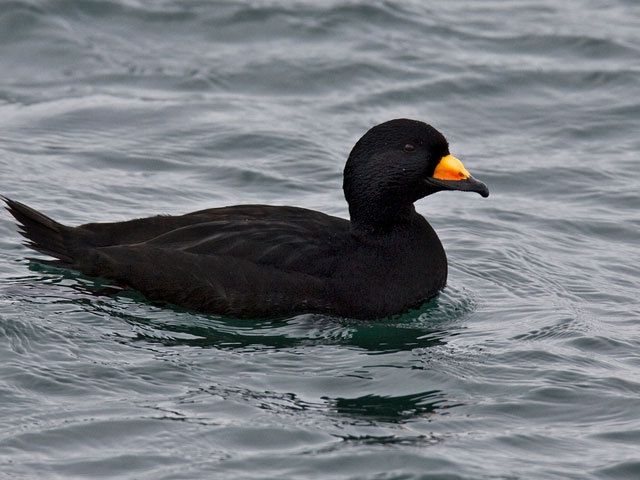 The distinctive yellow-orange protuberance on the top of its bill makes this Black Scoter drake easy to identify. Females are dark brown with a two-toned head.