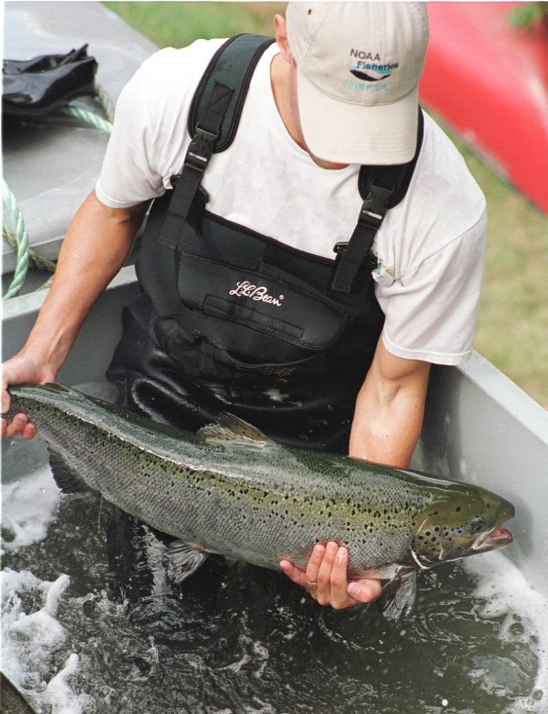 A member of the National Marine Fisheries Council gets a grip on an Atlantic salmon to transfer it into the Dennys River in Dennysville as part of a restocking program. Restoration efforts date back 150 years, with poor results.