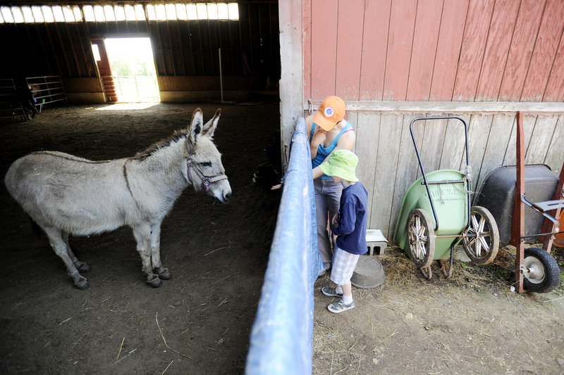 Six-year-old Roe Mitchell-Clark of Saco peeks through a gate to see Chalupa, a donkey, at Bush Brook Farm Sunday. “I have never seen a real donkey with hooves before!” he exclaimed.