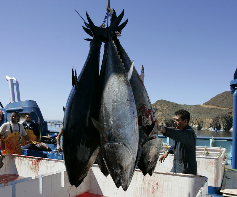 Workers harvest bluefin tuna near Ensenada, Mexico. New research found increased levels of radiation in Pacific bluefin tuna caught off the coast of Southern California.