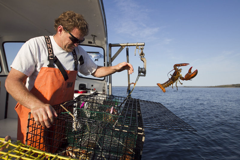 Sternman Scott Beede returns an undersized lobster while checking traps in Mount Desert. Under the current system, Beede may have to wait decades to obtain a lobstering license.