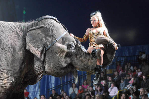 Picadilly Circus’ “Blast!”, featuring animals, acrobats, aerialists and more, sets up its big top at the Topsham Fairgrounds from Wednesday to June 10.