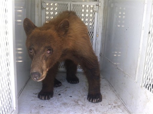 In this photo provided by Kern County Animal Control, a black bear that wandered onto school property during a Bakersfield school graduation is shown before being released in Kern County, Calif., Thursday, May 31, 2012. Kern County Animal Control officers say the young black bear approached the grounds of Ramon Garza Elementary School on Thursday, forcing students who were outside to return to their classrooms, and surprising students and parents attending a graduation ceremony at adjacent Sierra Middle School. (AP Photo/Kern County Animal Control, Kim Rodriguez)
