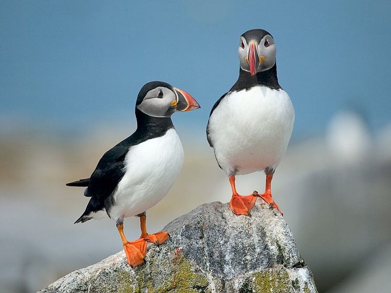 Atlantic puffins on Machias Seal Island in the Gulf of Maine.